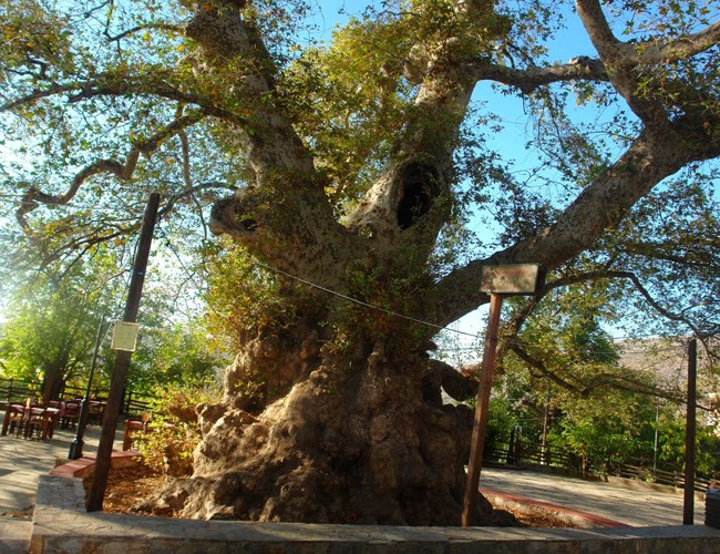 One of the world's oldest...