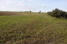 Property 21283 photo 6