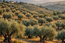 Property 22744 photo 1