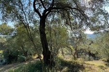 Property 23627 photo 8