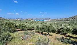 Парцел 5300 m² на Крит