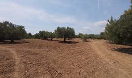 Zemljište 12000 m² na Sitoniji (Halkidiki)