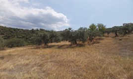 Zemljište 10500 m² na Sitoniji (Halkidiki)