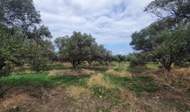 Land 4040 m² in Crete