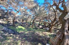 Property 4941 photo 12