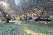 Property 4941 photo 17