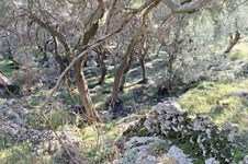 Property 4941 photo 10