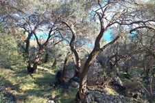 Property 4941 photo 8