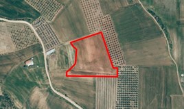 Land 14776 m² in Chalkidiki