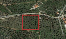 Land 5770 m² on the island of Thassos