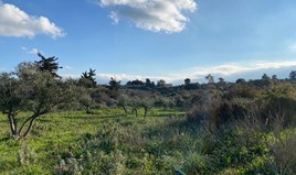 Land 6500 m² auf Kreta