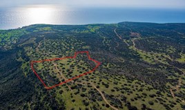 Land 40135 m² in Limassol