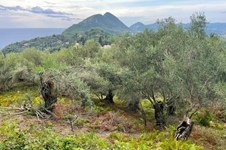 Property 56365 photo 3