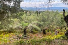 Property 56365 photo 17