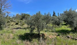 Land 3500 m² auf Korfu