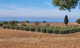 Land 13600 m² in Kassandra, Chalkidiki