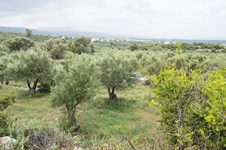 Property 62016 photo 4