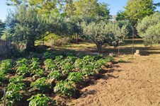 Property 64854 photo 8