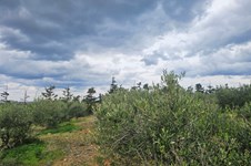 Property 65231 photo 10