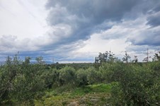 Property 65231 photo 8