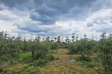 Property 65231 photo 7