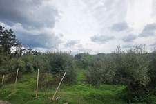 Property 65231 photo 4