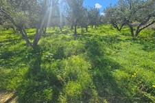 Property 65403 photo 7