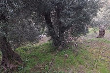 Property 65424 photo 5