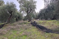 Property 65425 photo 2