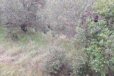 Property 65425 photo 6