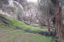 Property 65426 photo 4