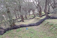 Property 65426 photo 7