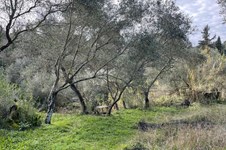 Property 65467 photo 6