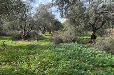 Property 65485 photo 5