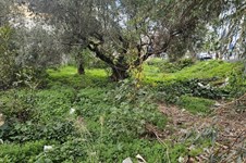 Property 65575 photo 5