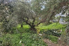 Property 65575 photo 4