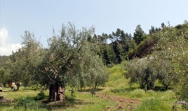 Land 20171 m² in Kassandra, Chalkidiki