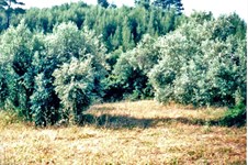 Property 10454 photo 1