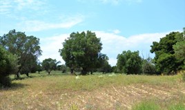 Land 11500 m² in Kassandra, Chalkidiki