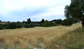 Terrain 16000 m² à Kassandra (Chalcidique)