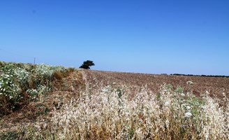 Land 5250 m² in Chalkidiki