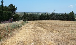 Land 7000 m² in Chalkidiki