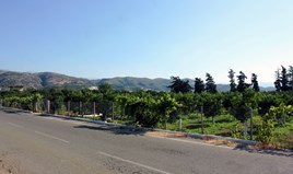 Land 3300 m² in Crete