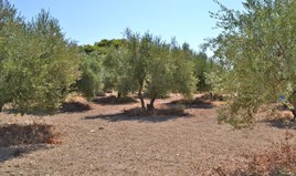 Land 6000 m² in Western Peloponnese