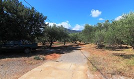 Land 7800 m² auf Kreta