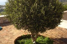 Property 1327 photo 9