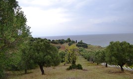 Land 8404 m² in Kassandra, Chalkidiki