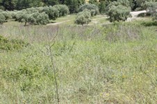 Property 1443 photo 2