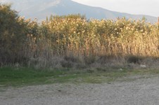 Property 1473 photo 9