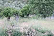 Property 16596 photo 3